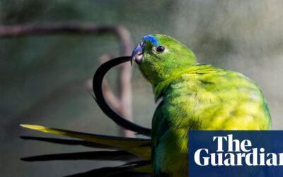 Native birds in captivity to be vaccinated against H5 bird flu as Australia prepares for more mass mortalities