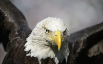 Famed bald eagle Jackie dies after mystery illness