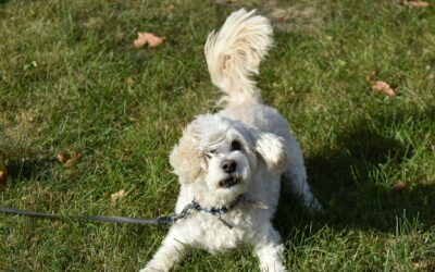 Sunny, the Obamas’ second dog, dies at 13